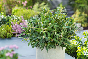 Picture of Sarcococca